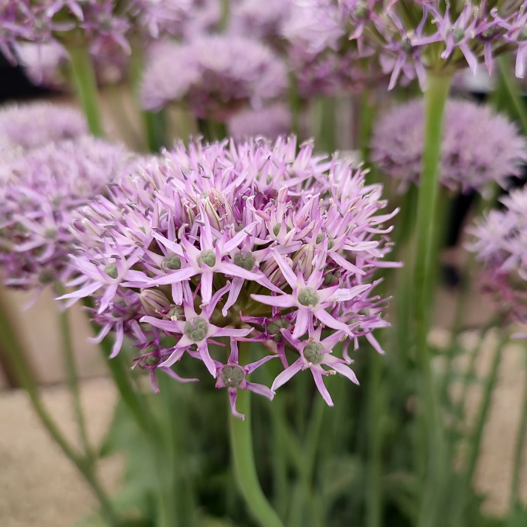 Ail d'ornement - Allium New York