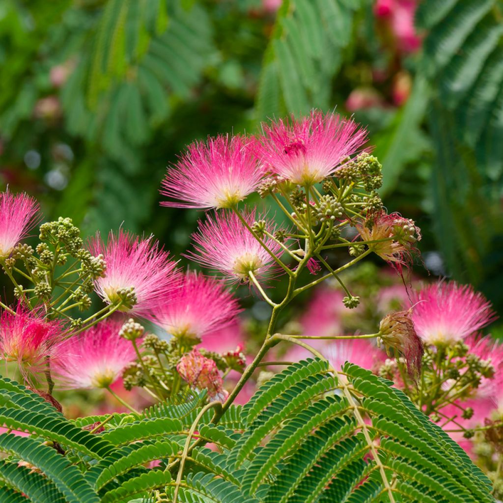 Albizia julibrissin Rosea - Arbre à soie rose