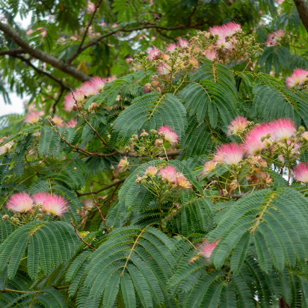 Albizia julibrissin Rosea - Arbre à soie rose
