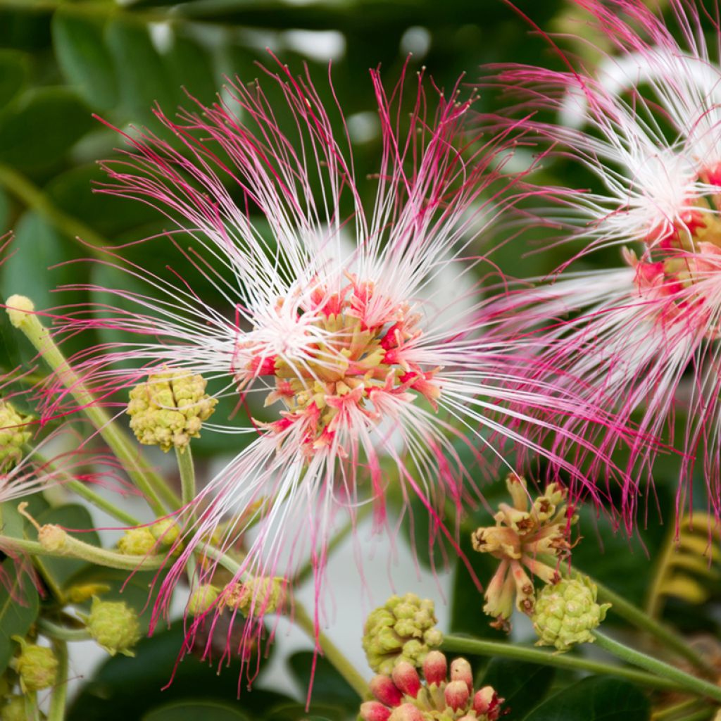Albizia saman - Arbre à pluie