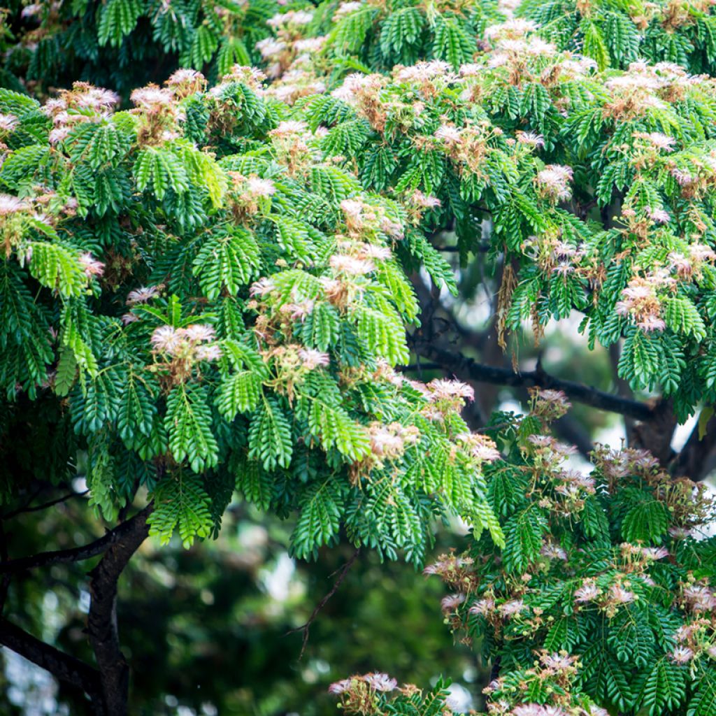 Albizia saman - Arbre à pluie