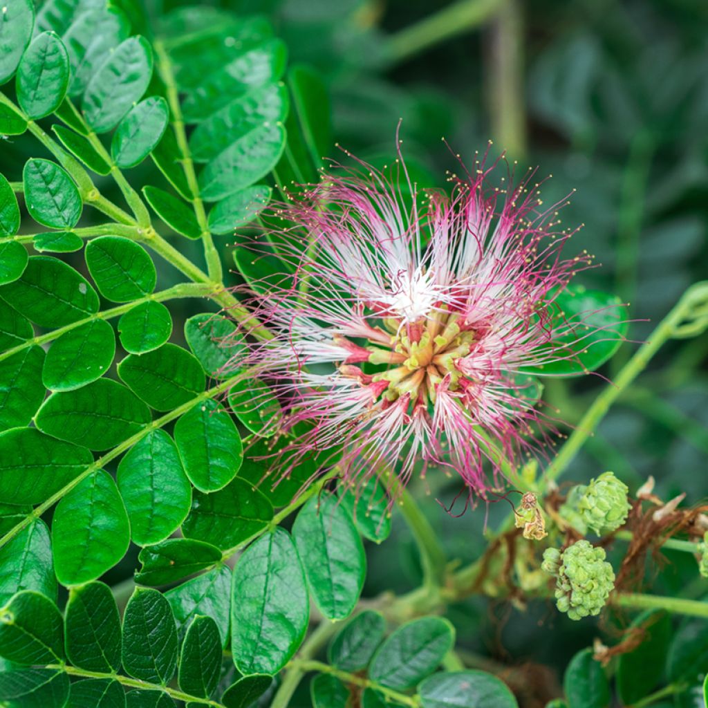 Albizia saman - Arbre à pluie