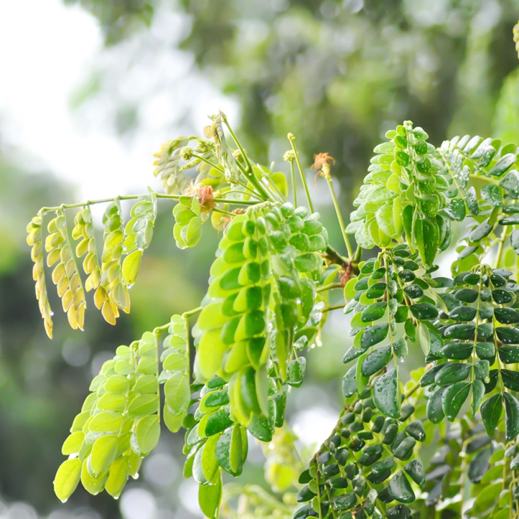 Albizia saman - Arbre à pluie