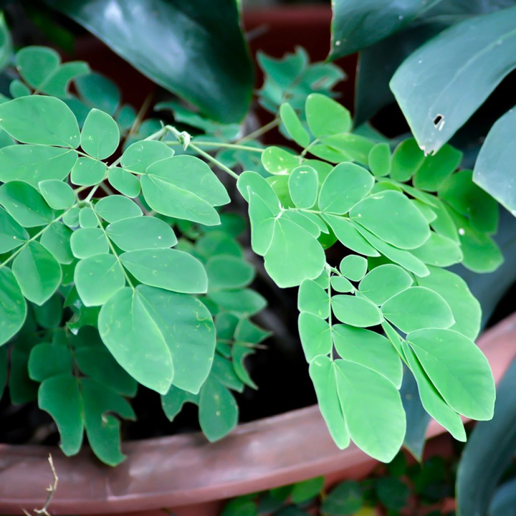 Albizia saman - Arbre à pluie
