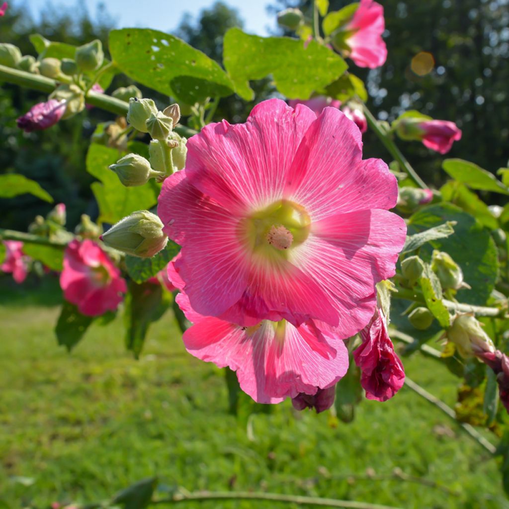 Alcea ficifolia - Rose trémière à feuilles de figuier