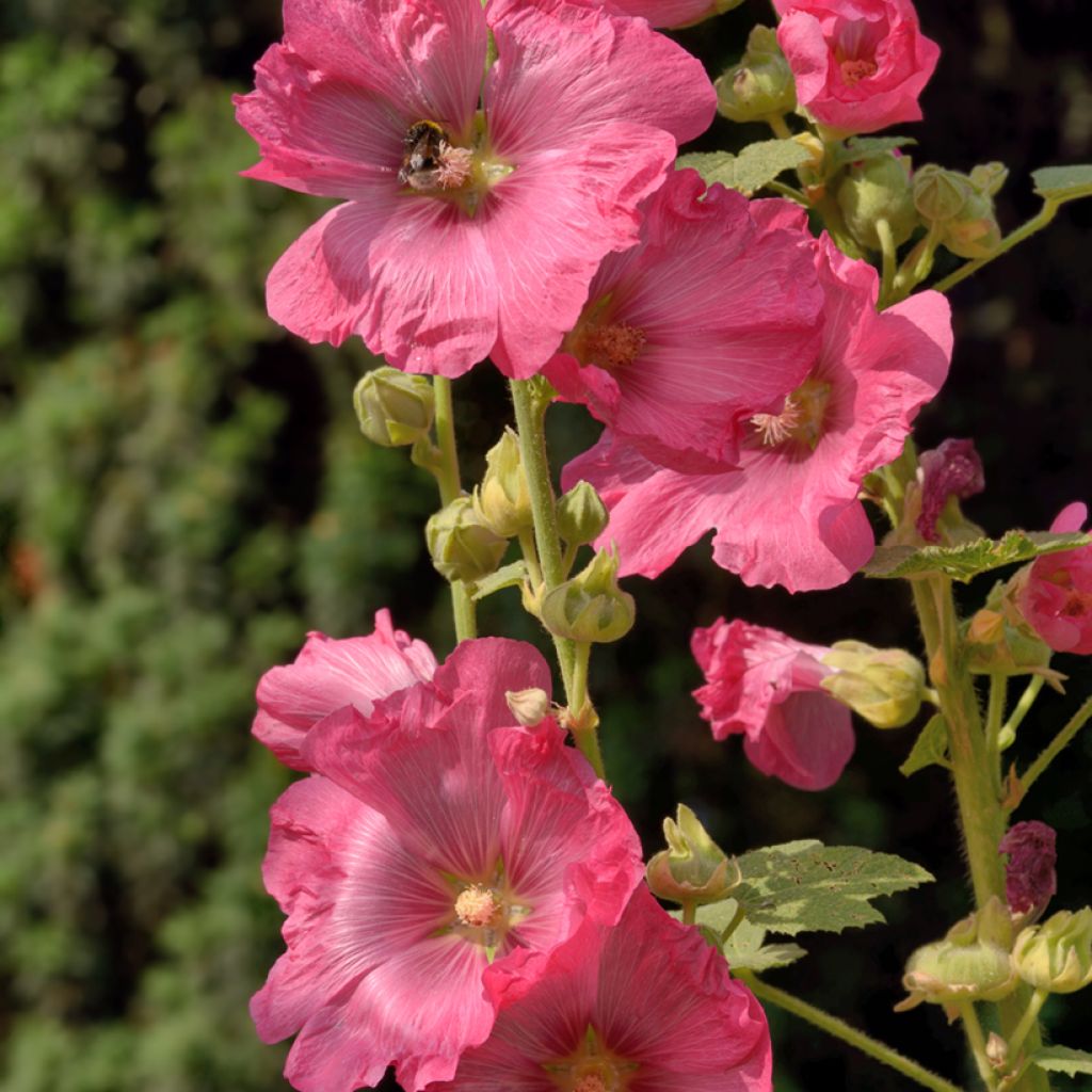 Alcea ficifolia - Rose trémière à feuilles de figuier