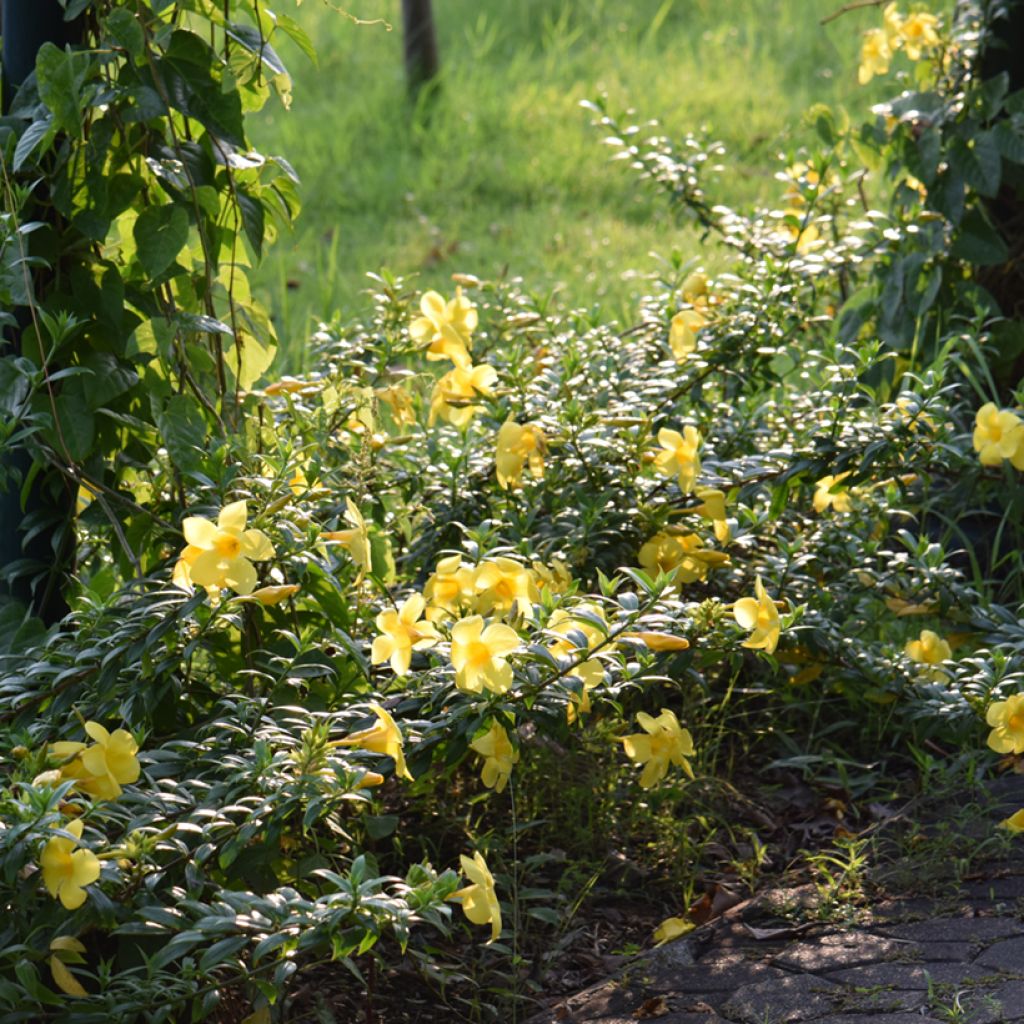Allamanda cathartica - Trompette d'or