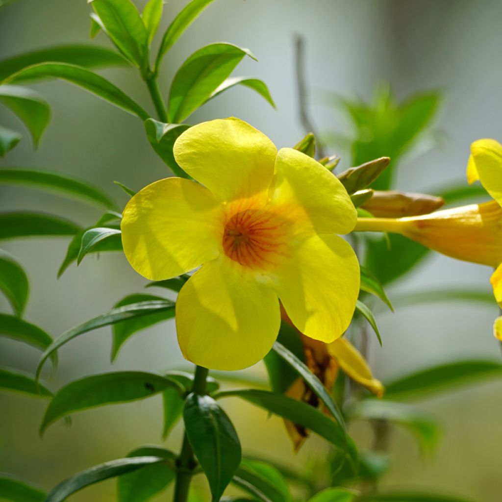 Allamanda cathartica - Trompette d'or