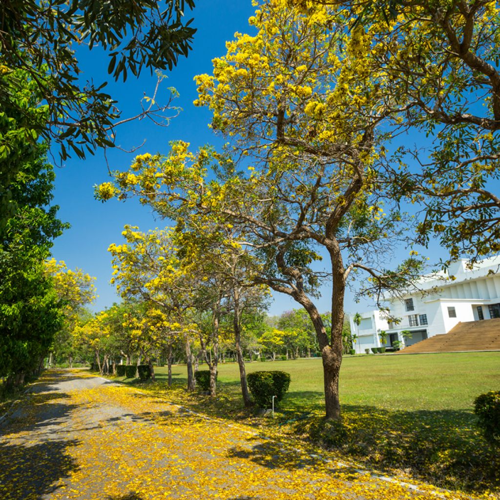 Allamanda cathartica - Trompette d'or