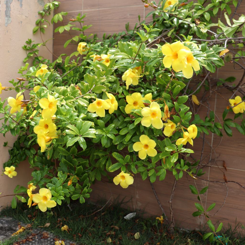 Allamanda cathartica - Trompette d'or