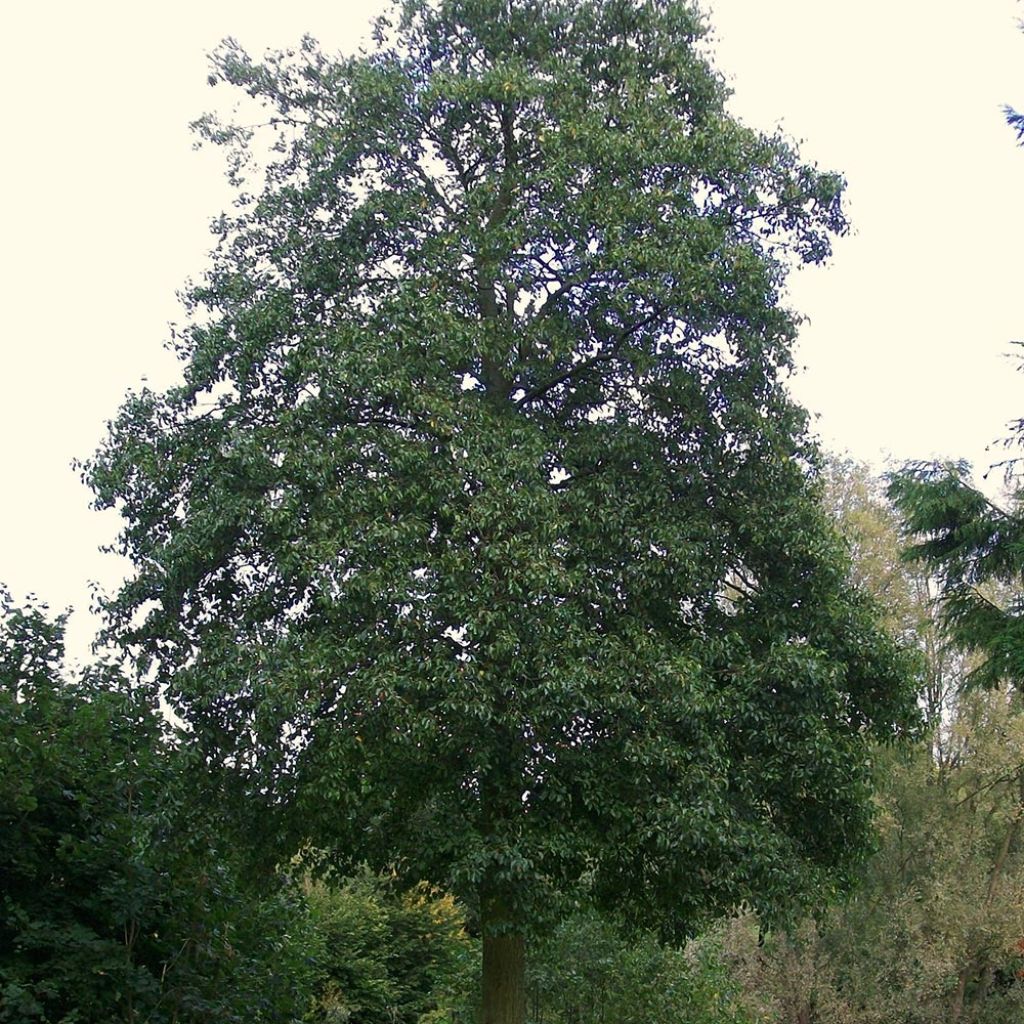 Aulne de Corse - Alnus cordata