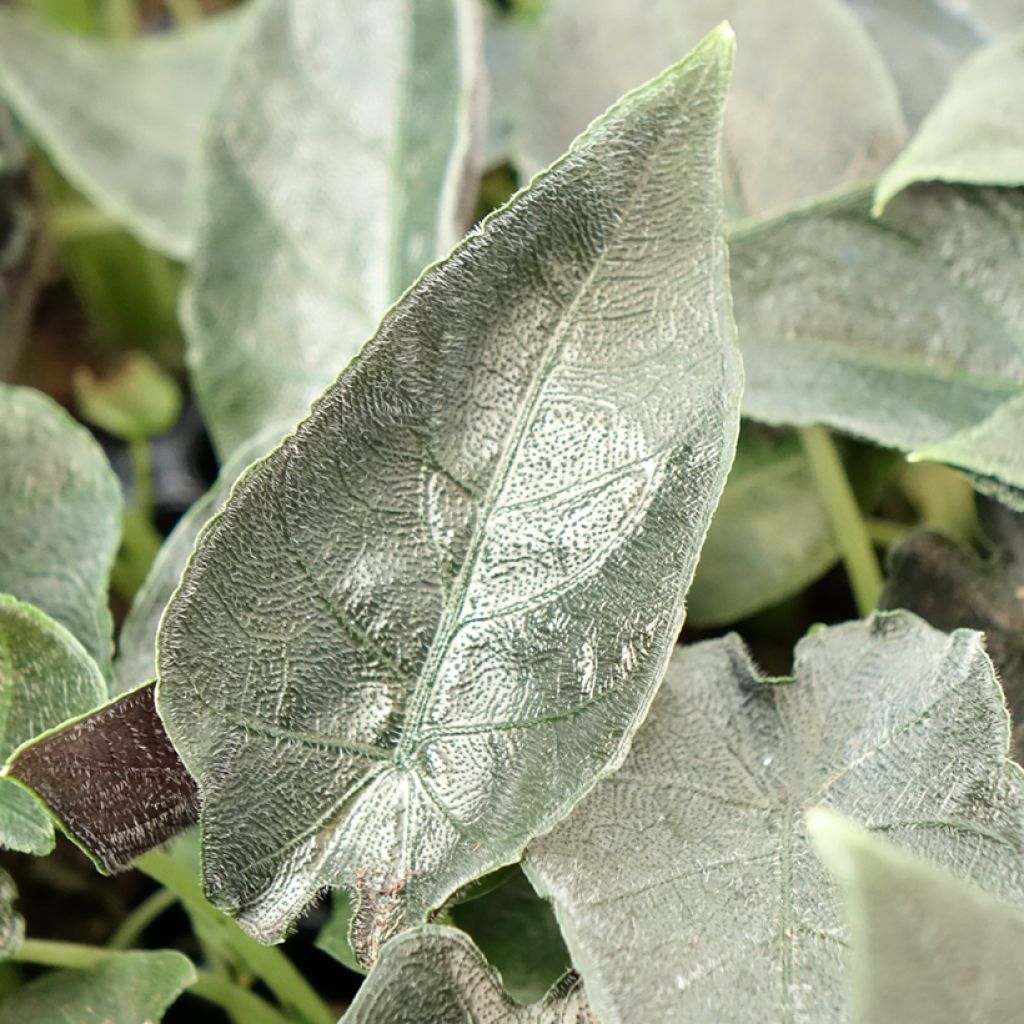 Alocasia Antoro Velvet - Oreille d'éléphant