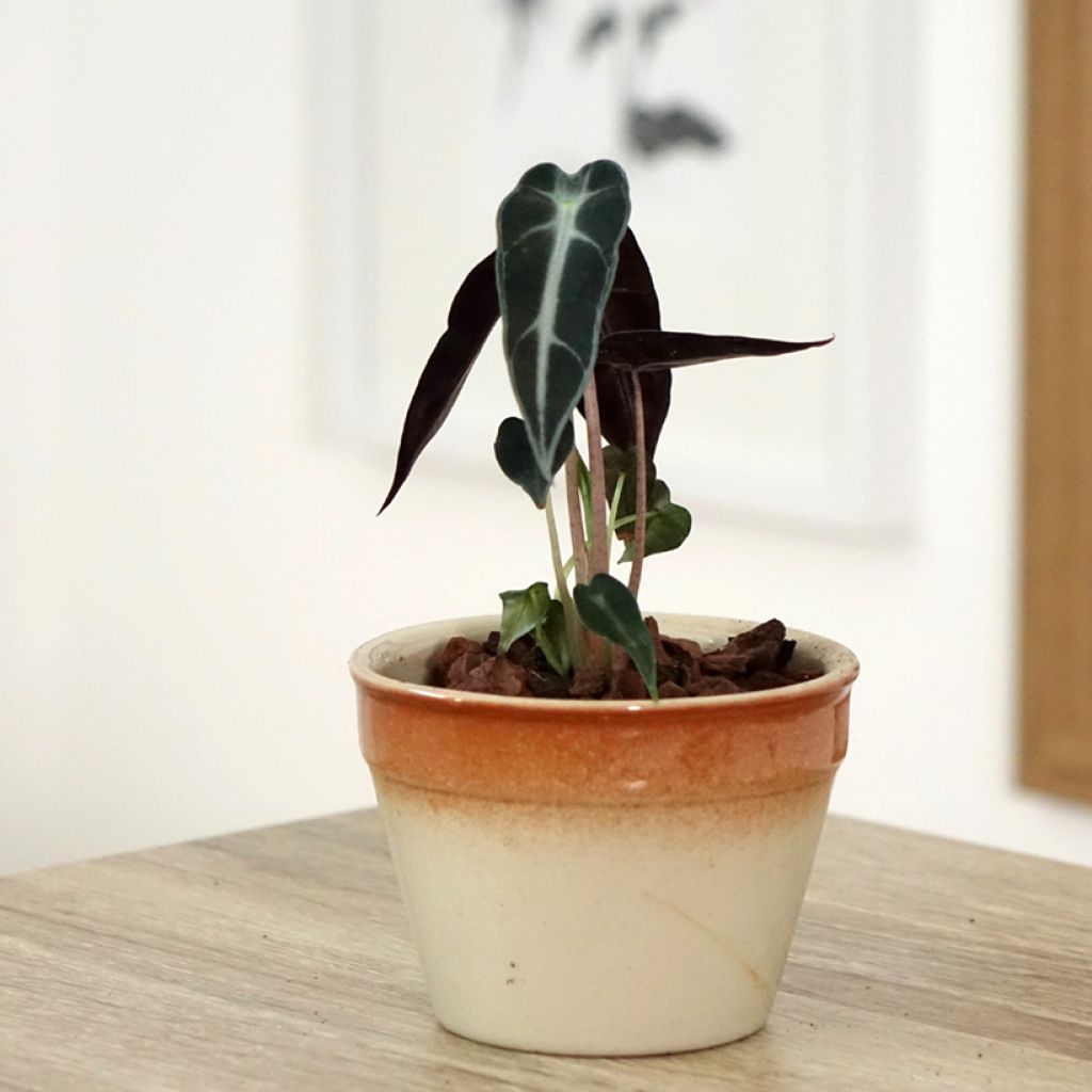 Alocasia Bambino - Oreille d'éléphant