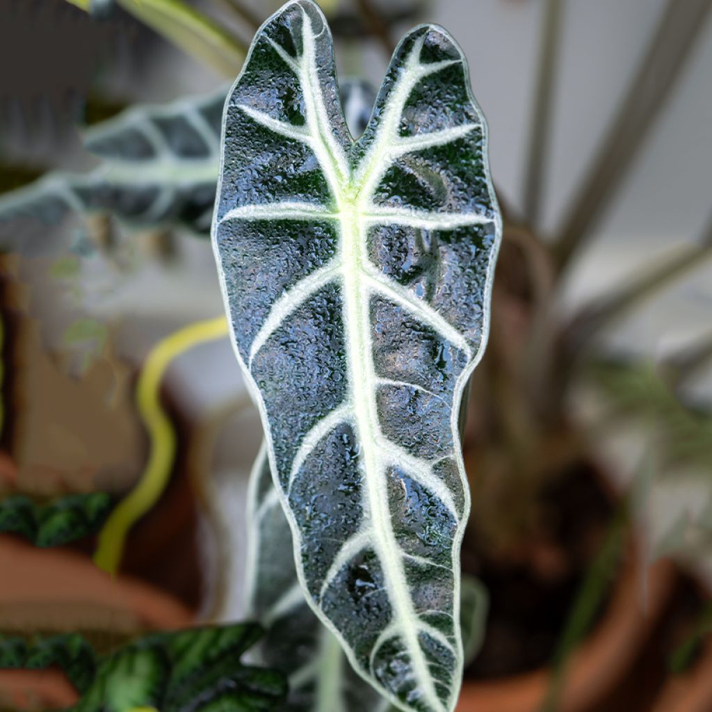 Alocasia Bambino - Oreille d'éléphant