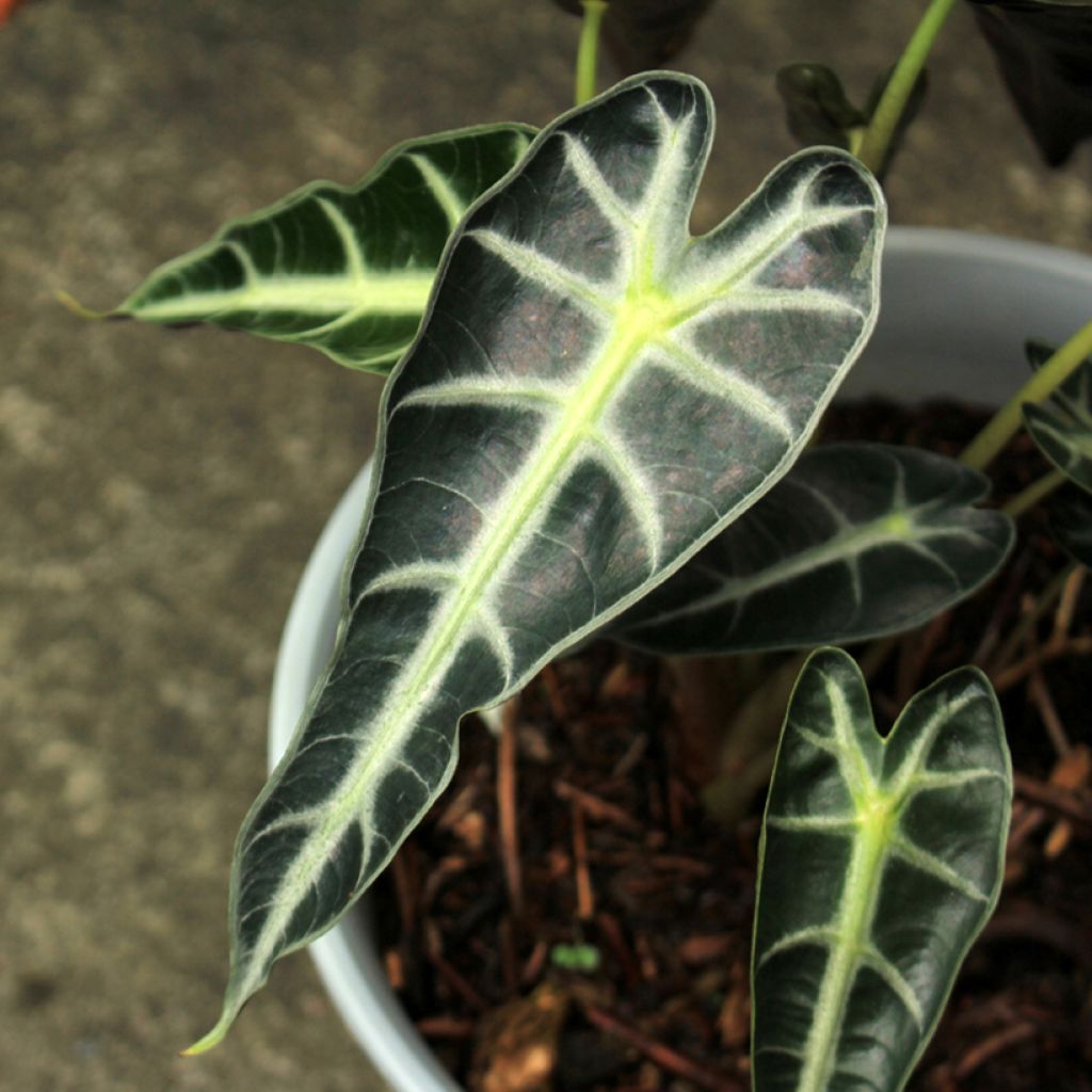 Alocasia Bambino - Oreille d'éléphant