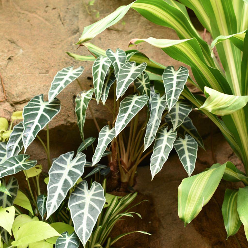 Alocasia Bambino - Oreille d'éléphant