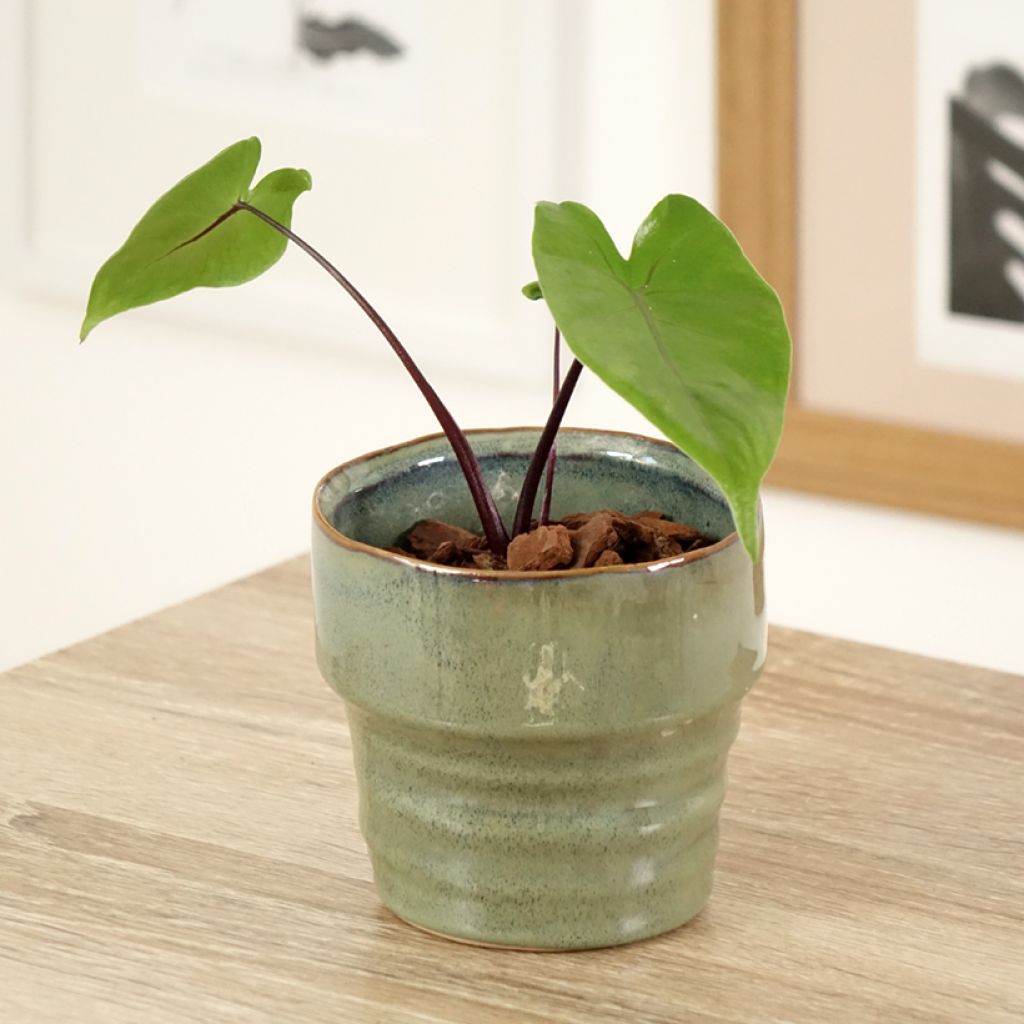 Alocasia Black Stem - Oreille d'éléphant