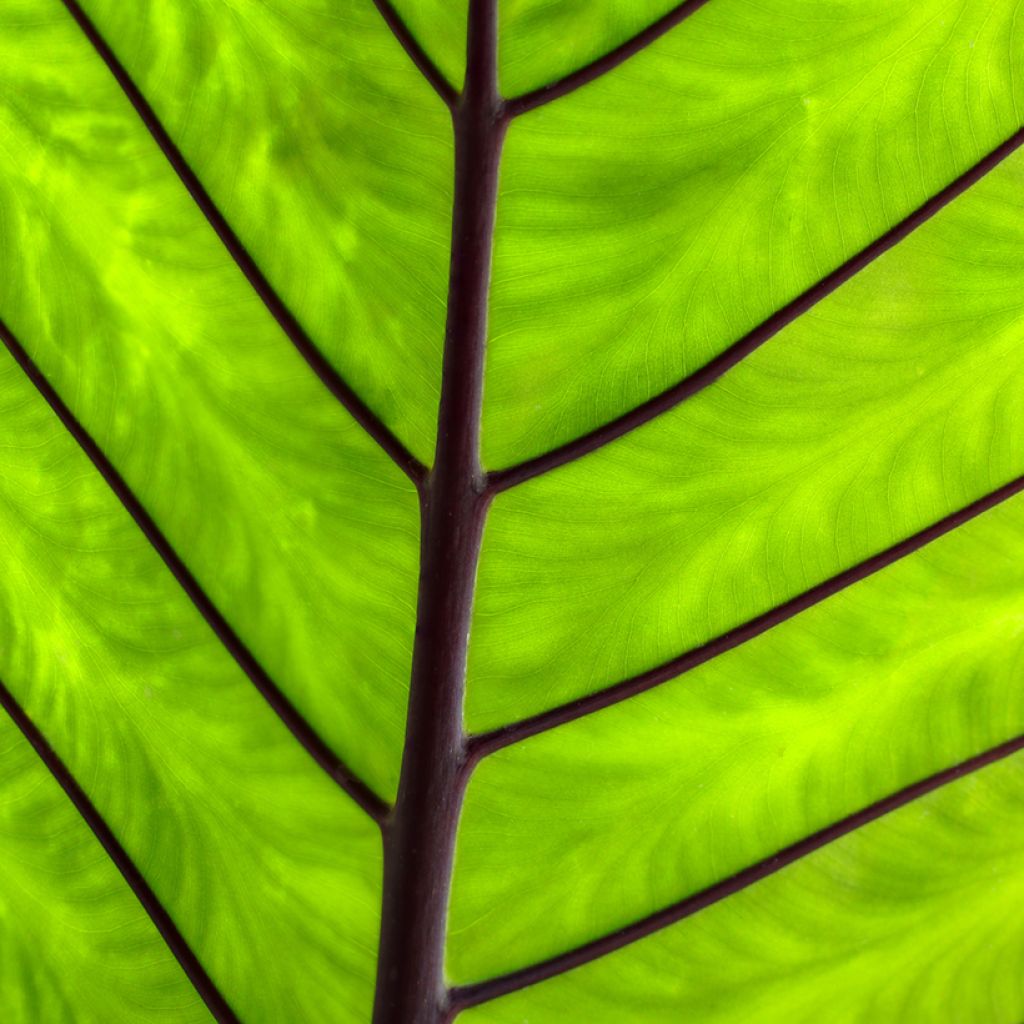 Alocasia Black Stem - Oreille d'éléphant