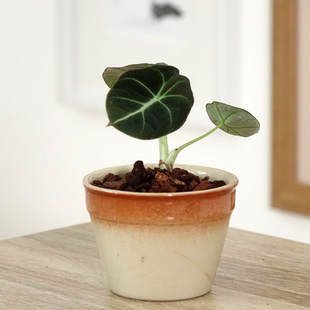 Alocasia Black Velvet - Oreille d'éléphant