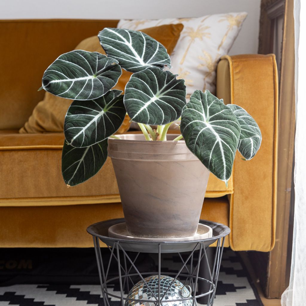Alocasia Black Velvet - Oreille d'éléphant
