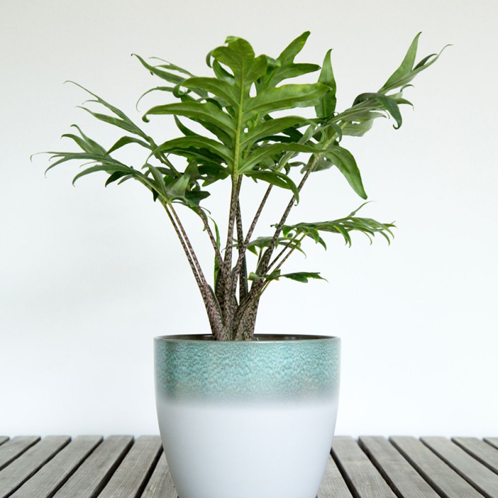 Alocasia brancifolia - Oreille d'éléphant