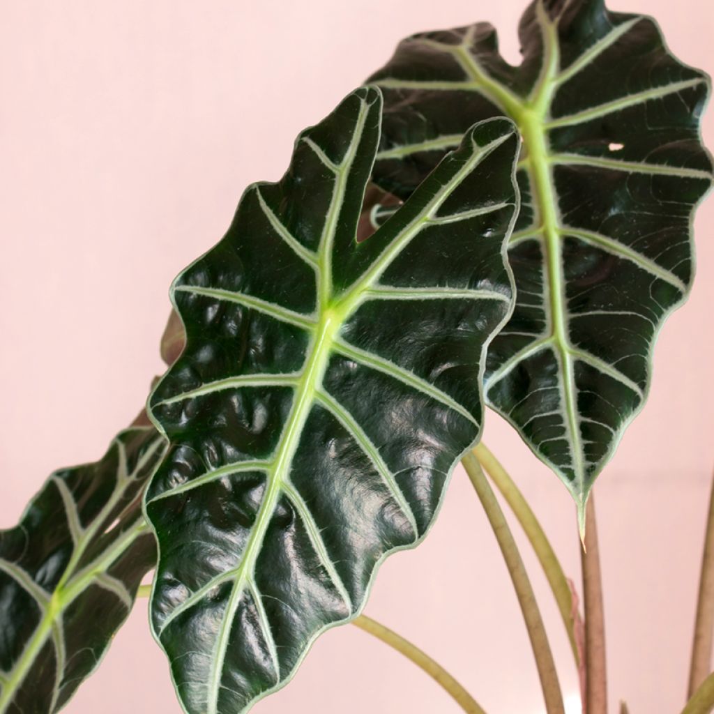 Alocasia Curly Bambino - Oreille d'éléphant