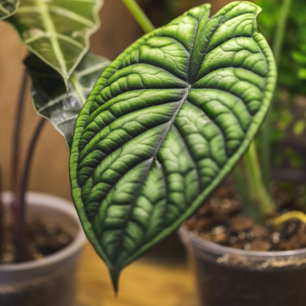 Alocasia Dragon Scale - Oreille d'éléphant