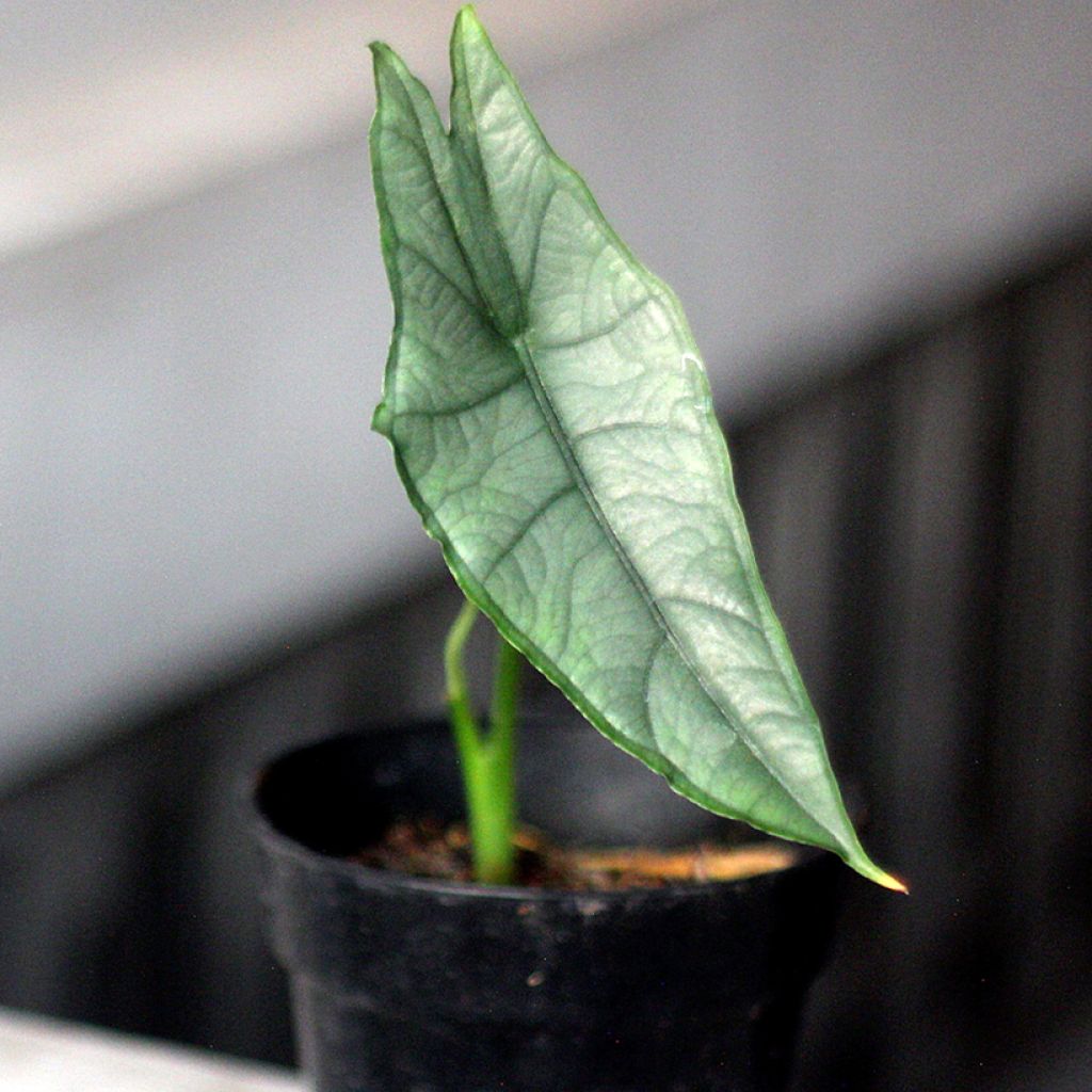 Alocasia Dragon's Breath
