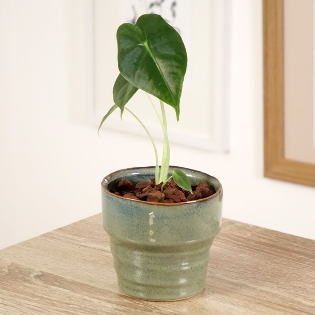 Alocasia Frydek - Oreille d'éléphant