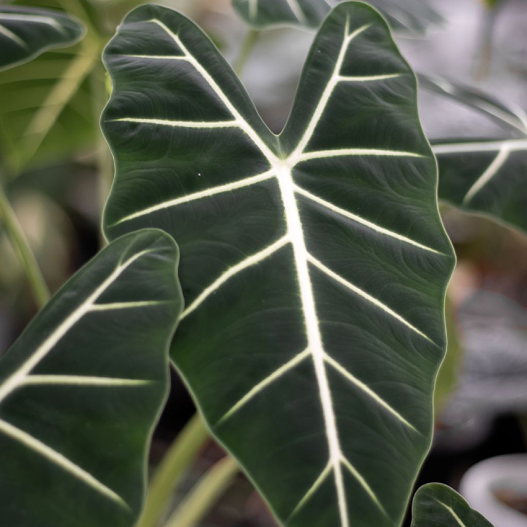 Alocasia Frydek - Oreille d'éléphant