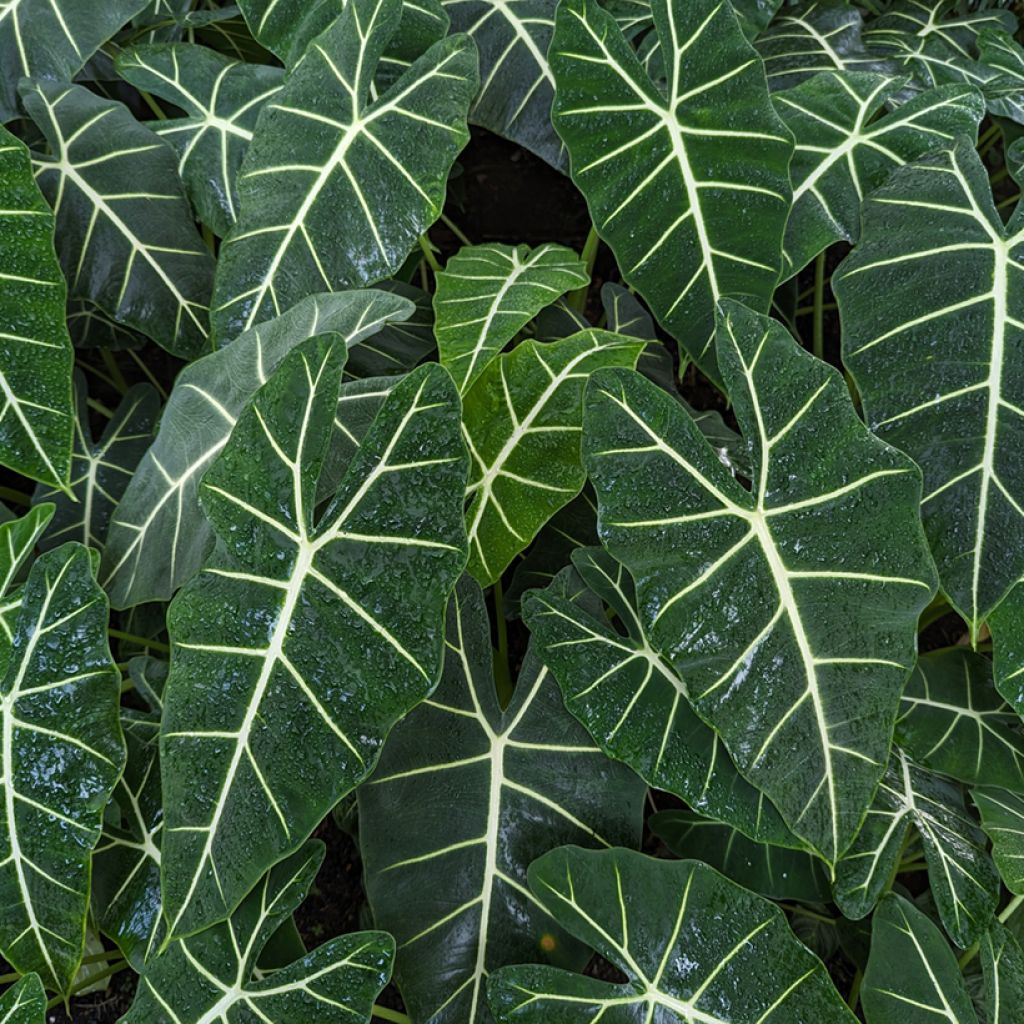 Alocasia Frydek - Oreille d'éléphant