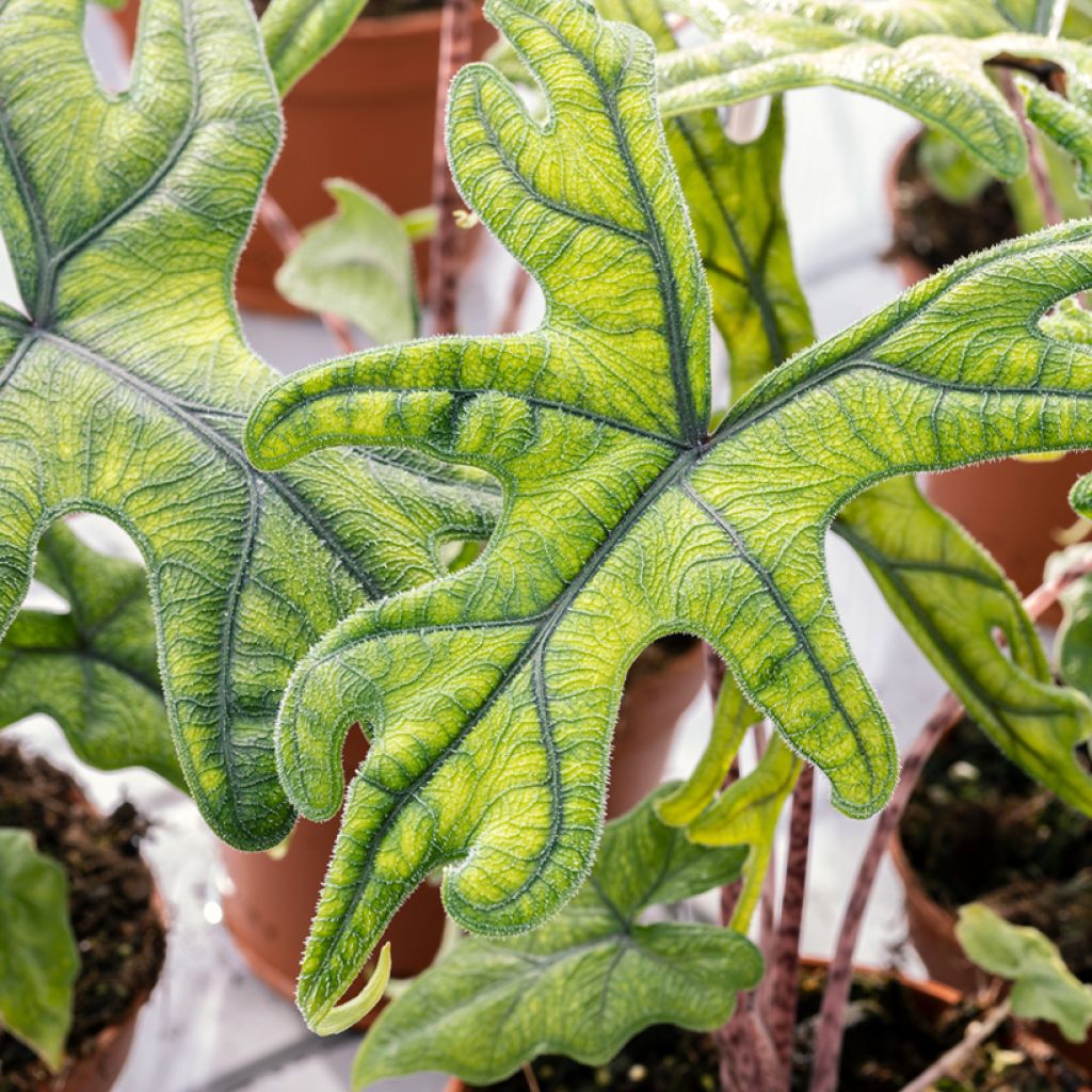 Alocasia Jacklyn - Oreille d'éléphant