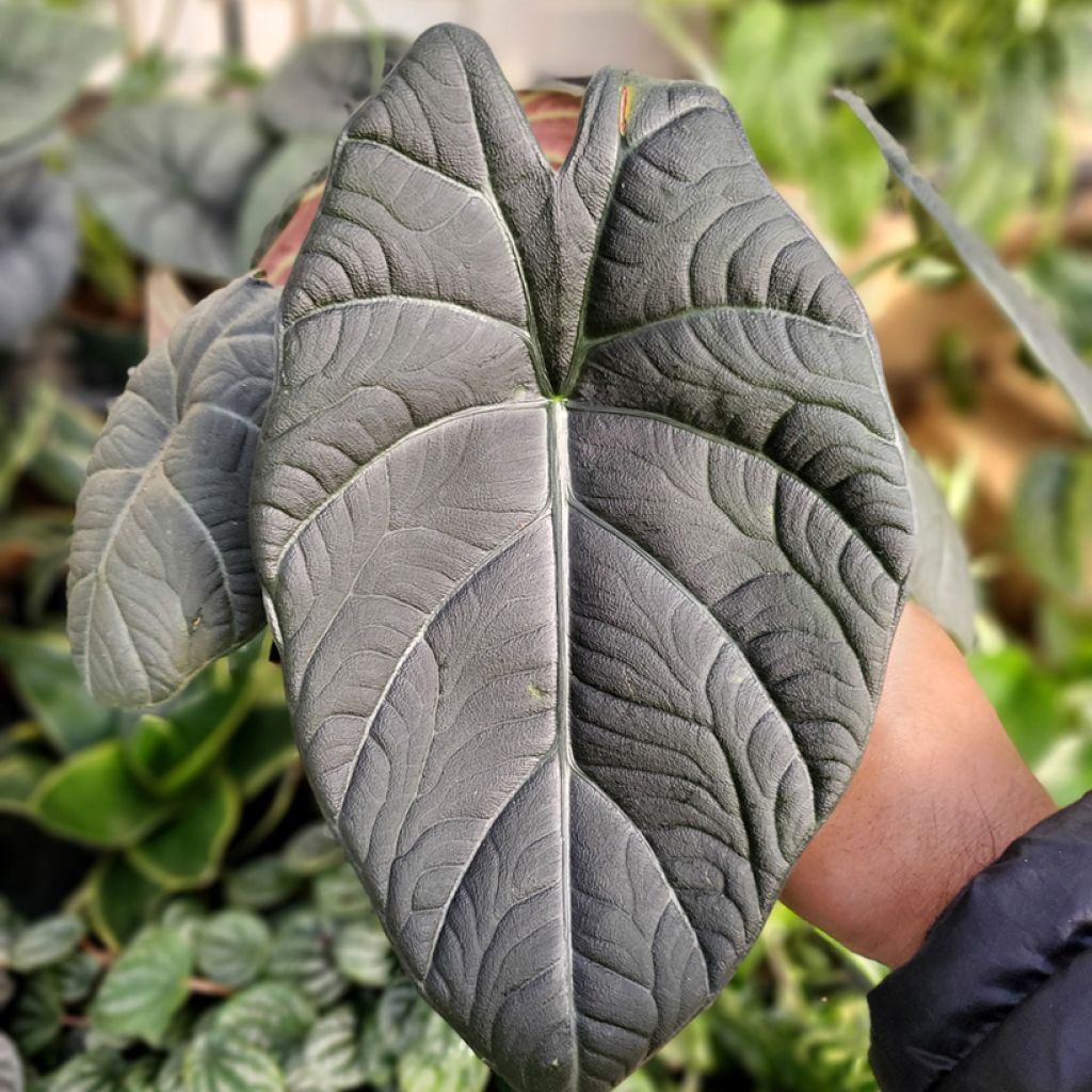 Alocasia Maharani - Oreille d'éléphant
