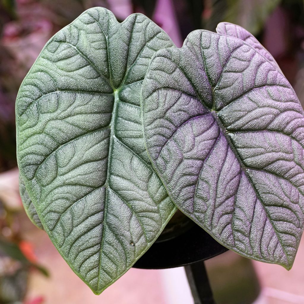 Alocasia melo - Oreille d'éléphant