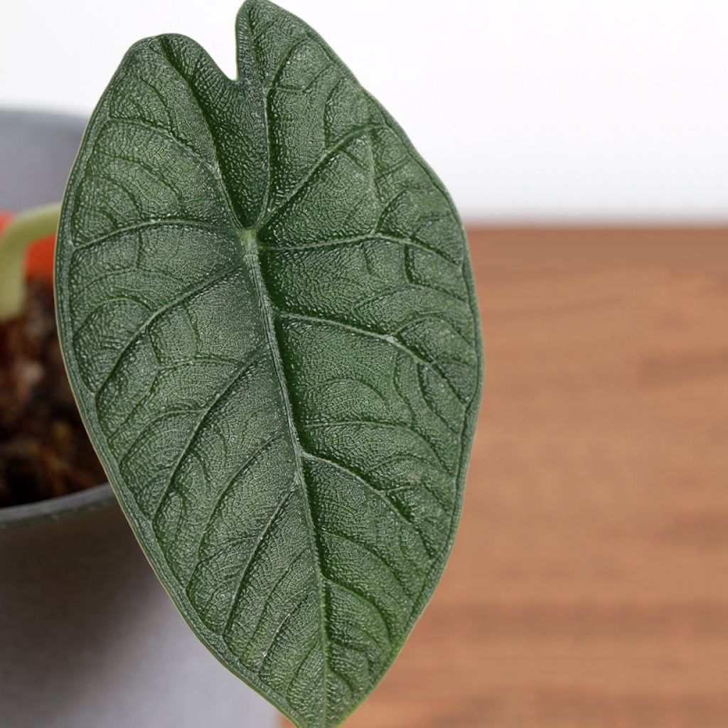 Alocasia melo - Oreille d'éléphant