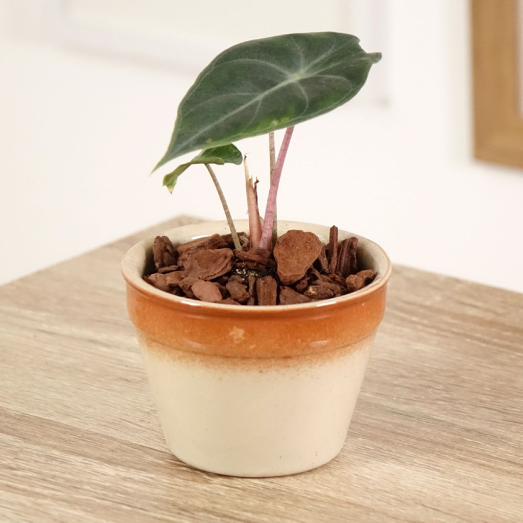 Alocasia Pink Dragon - Oreille d'éléphant