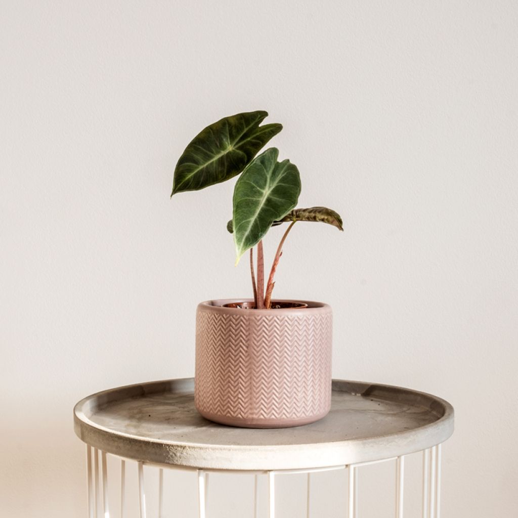 Alocasia Pink Dragon - Oreille d'éléphant