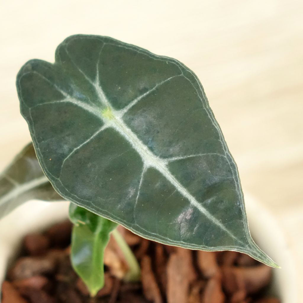Alocasia Polly - Oreille d'éléphant