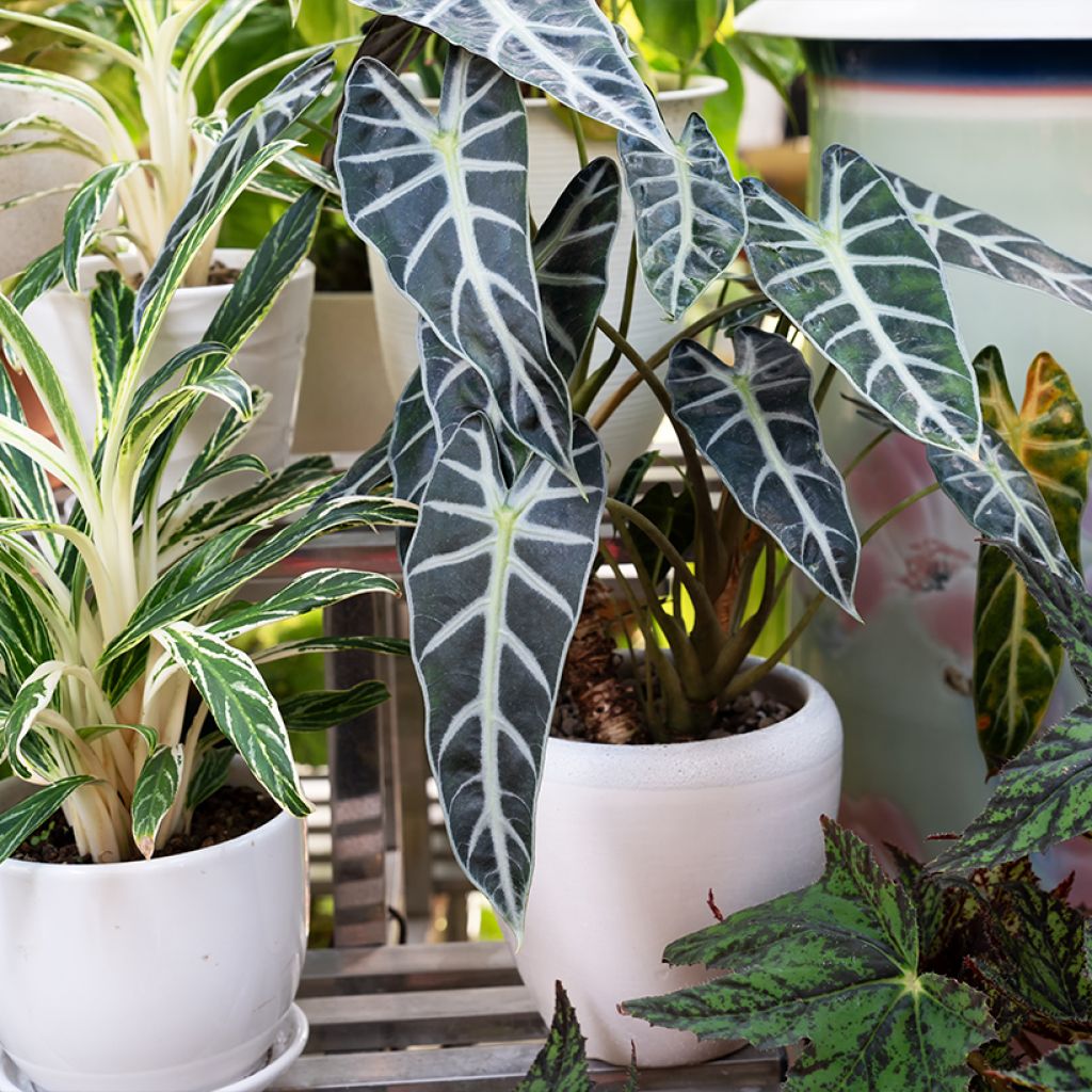 Alocasia Polly - Oreille d'éléphant