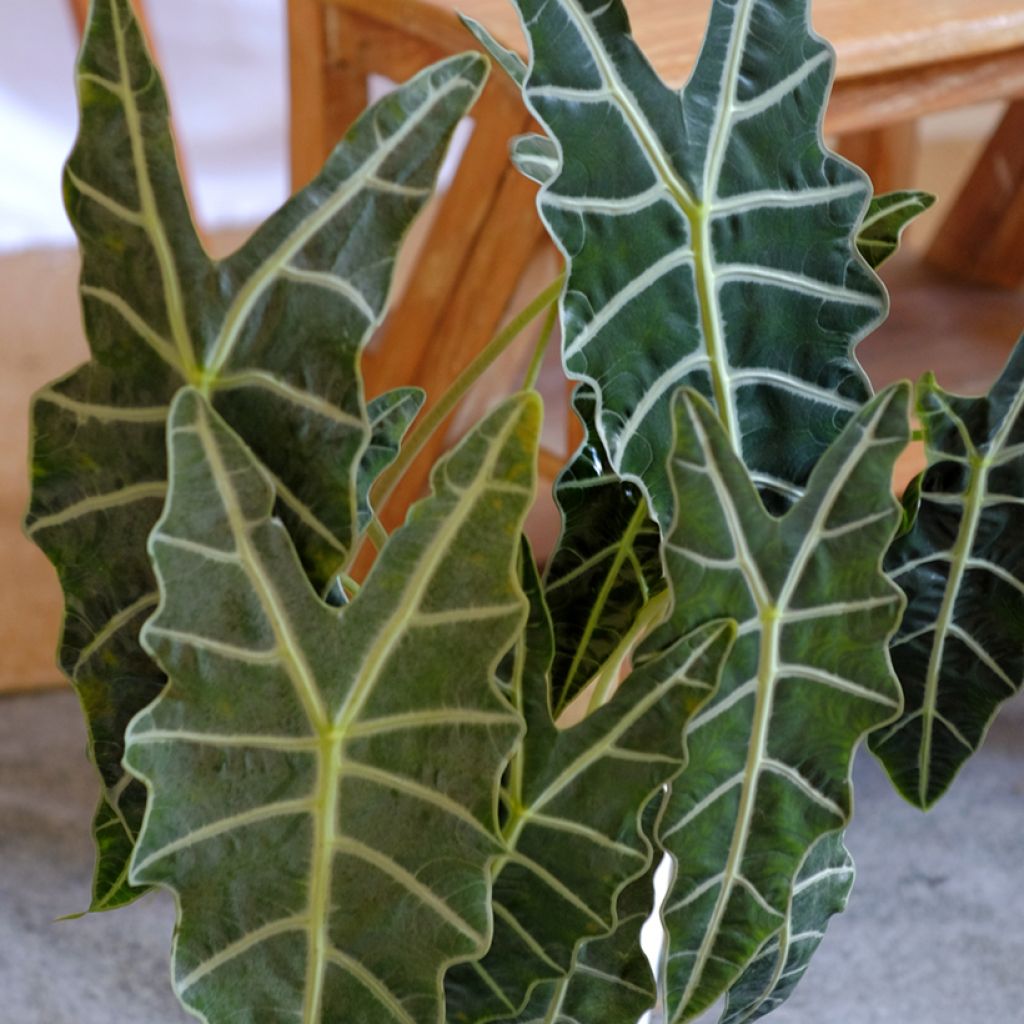 Alocasia Polly - Oreille d'éléphant