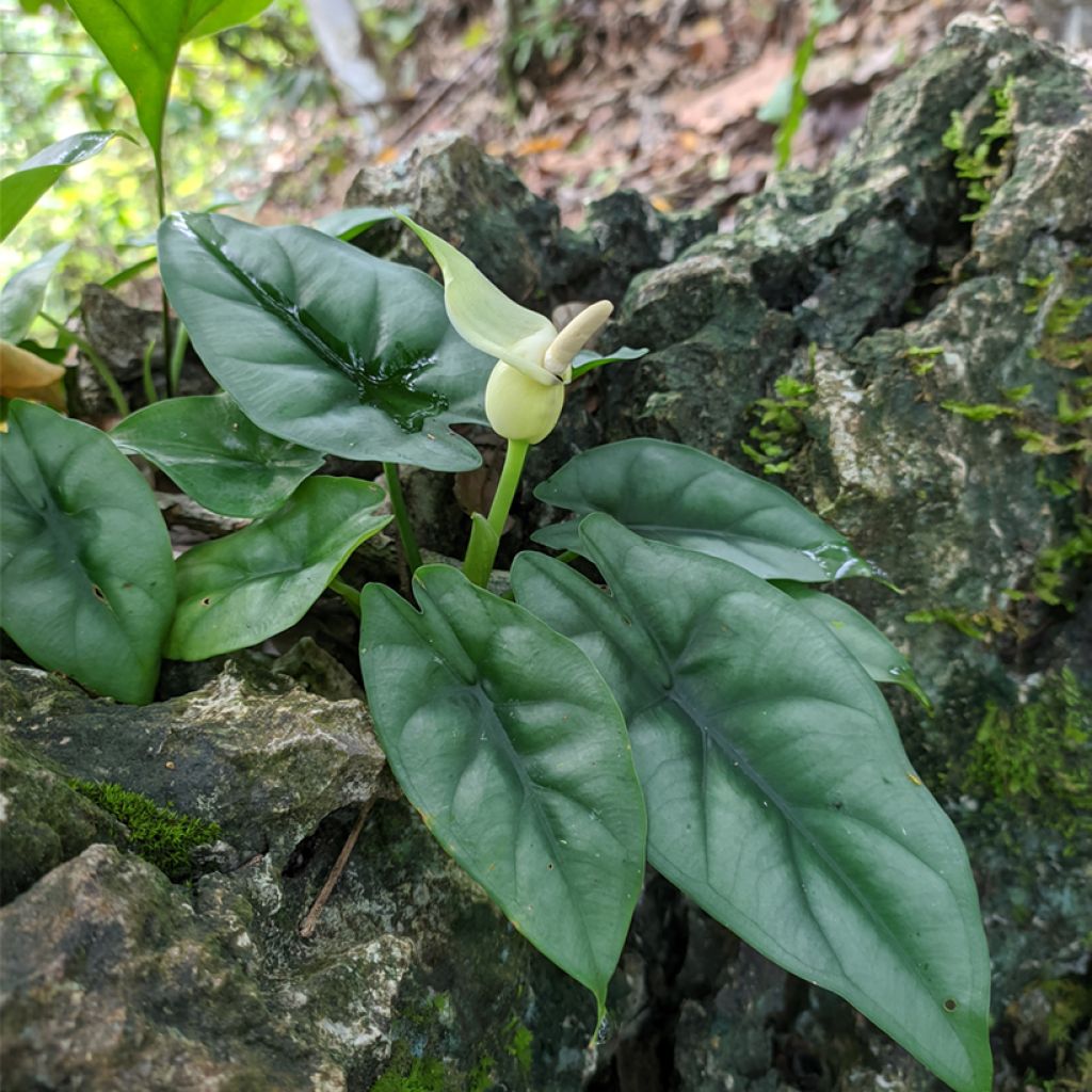 Alocasia reversa - Oreille d'éléphant