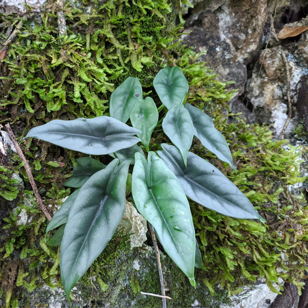 Alocasia reversa - Oreille d'éléphant