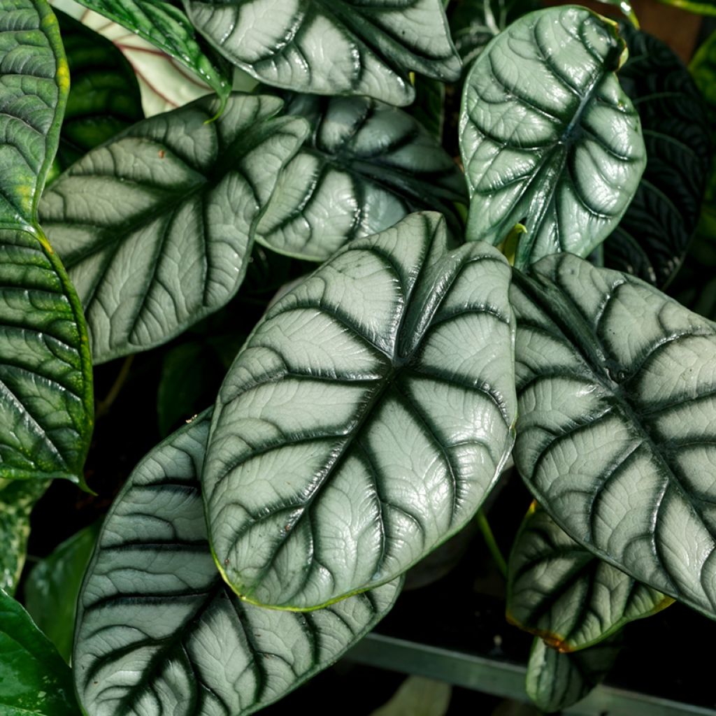 Alocasia Silver Dragon - Oreille d'éléphant
