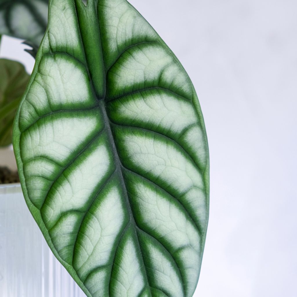Alocasia Silver Dragon - Oreille d'éléphant
