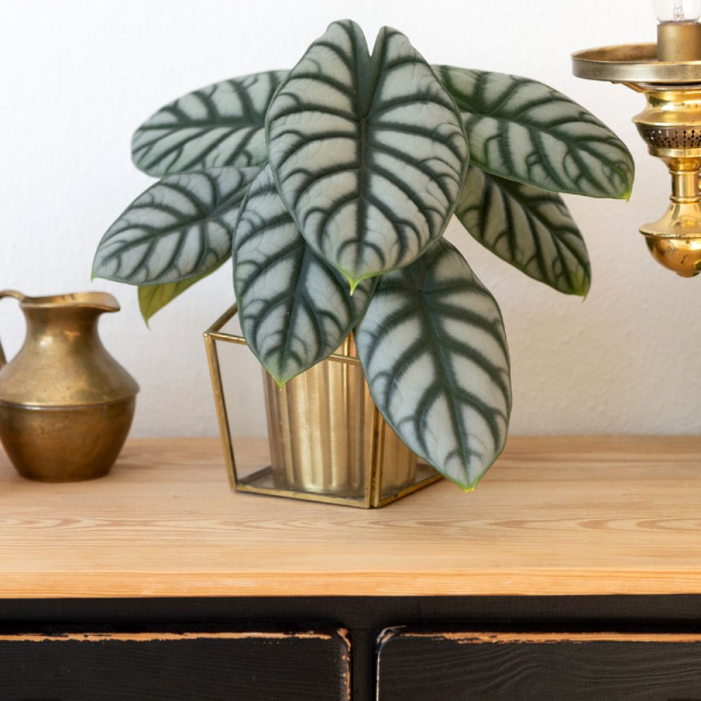 Alocasia Silver Dragon - Oreille d'éléphant