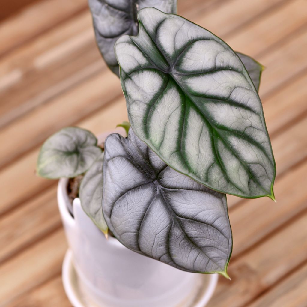 Alocasia Silver Dragon - Oreille d'éléphant