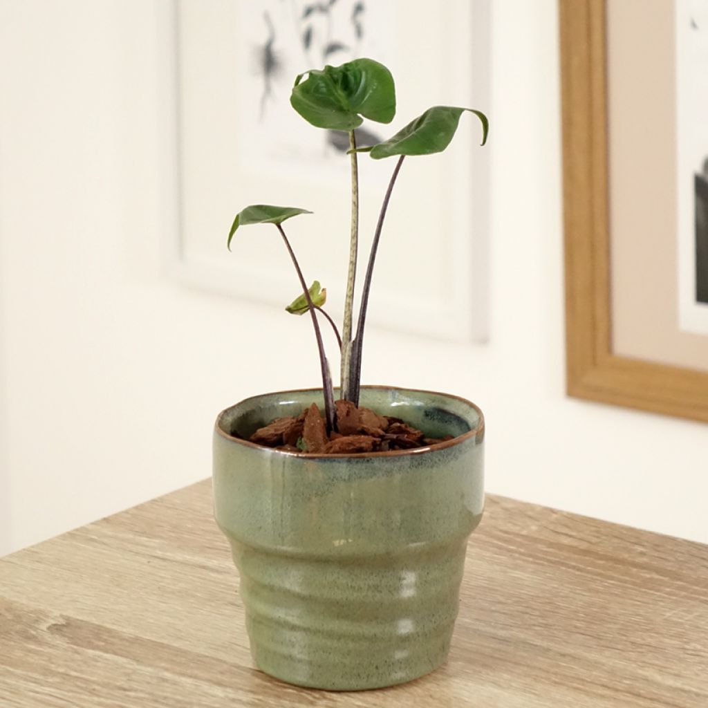 Alocasia Stingray - Oreille d'éléphant