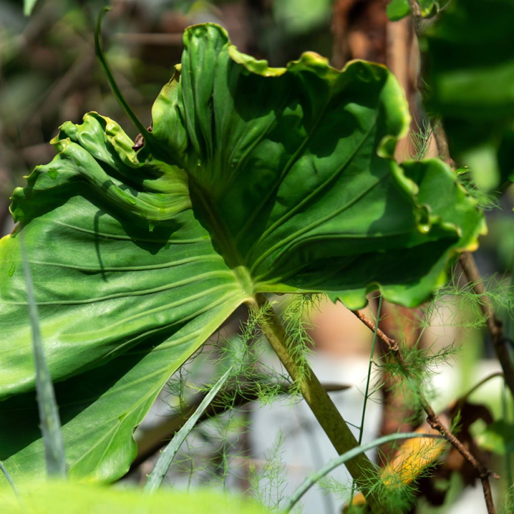 Alocasia Stingray - Oreille d'éléphant