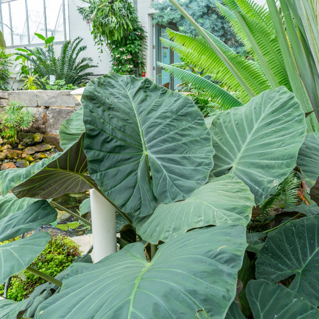 Alocasia Sumo - Oreille d'éléphant