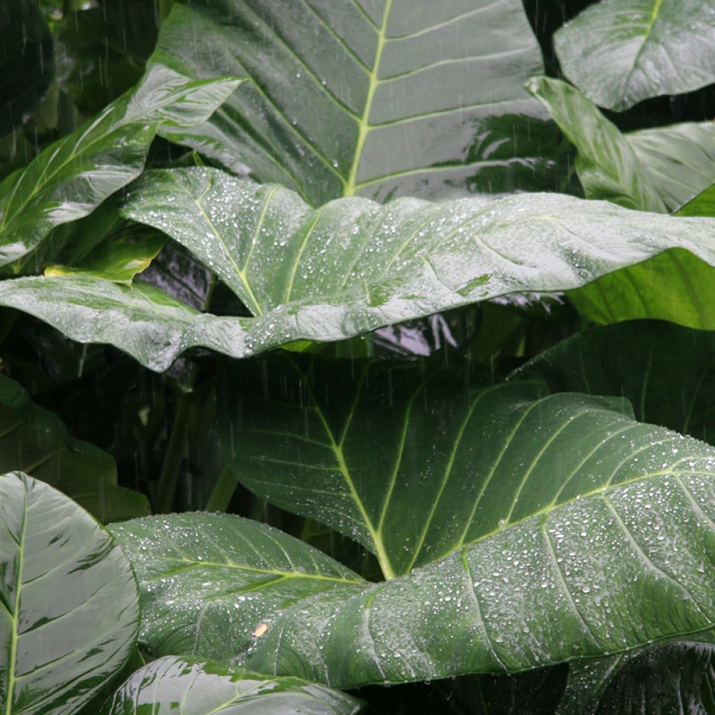Alocasia Sumo - Oreille d'éléphant